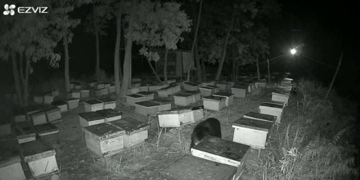 Beruang Terekam CCTV Rusak Sarang Budidaya Lebah Madu di Pelalawan