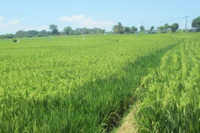 Petani Riau Masih Sejahtera Meski NTP Turun 1,73 Persen