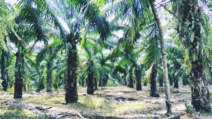 Dugaan Korupsi Pengelolaan Kebun Sawit di Kuansing, Kejati Riau segera Simpulkan Hasil Penyelidikan