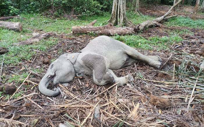 Anak Gajah Damar Mati Bikin Sedih, Gubri: Saya Pernah Beri Makan
