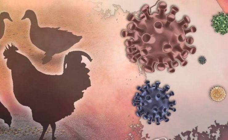 Flu Burung Mulai Mengancam, Diskes Riau Minta Kabupaten Kota Siaga