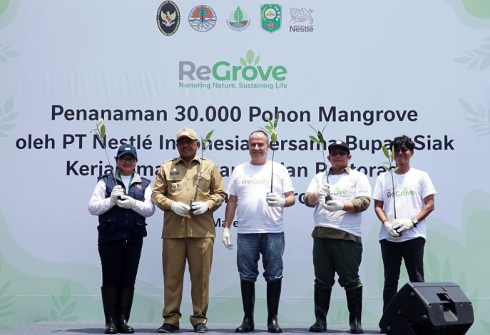 Nestle Indonesia Kolaborasi dengan BRGM dalam Pelaksanaan Rehabilitasi Mangrove di Kabupaten Siak