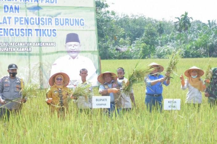Ketua KTNA Riau Yusri Ikut Panen Raya Padi di Kelurahan Pulau
