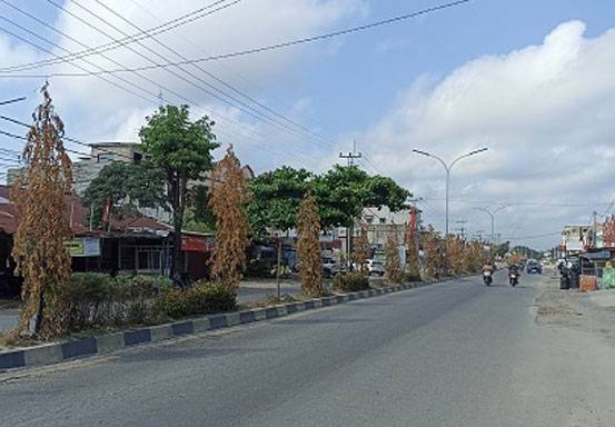 Pohon di Median Jalan Mengering, DLHK Pekanbaru Tambah Jadwal Penyiraman