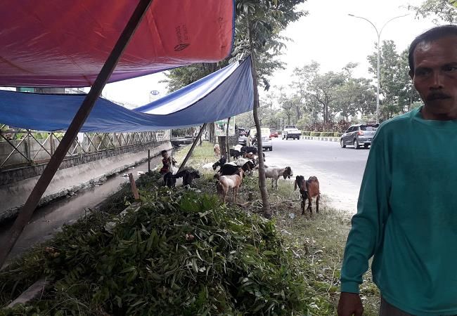 Wabah PMK Tidak Terlalu Berpengaruh terhadap Harga Hewan Kurban di Riau