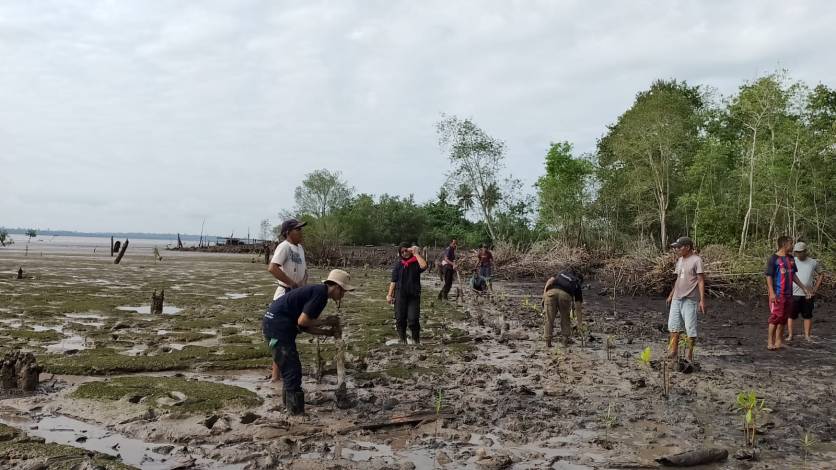 Mafakumpala UIR Lakukan Penyuluhan dan Tanam 500 Mangrove di Pesisir Desa Tanjung Pisang