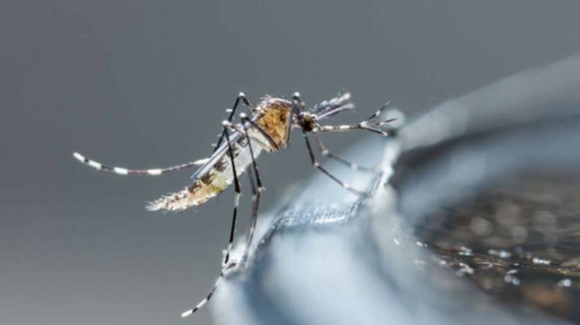 Ilmuwan Jadikan Nyamuk Alat Pengirim Vaksin ke Manusia