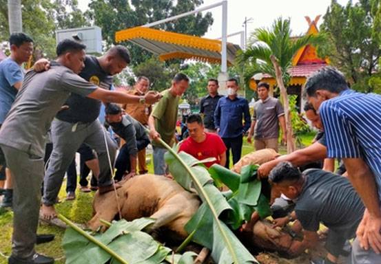 Sekretariat DPRD Pekanbaru Sembelih Hewan Kurban, Daging Dibagikan kepada THL