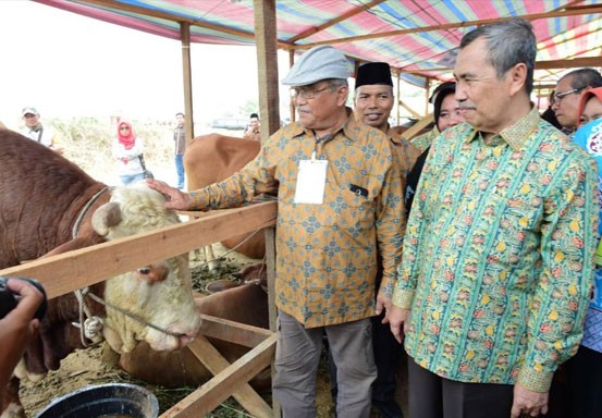 Ada Upsus Siwab, Gubri Optimis Produksi Daging Sapi di Riau Meningkat