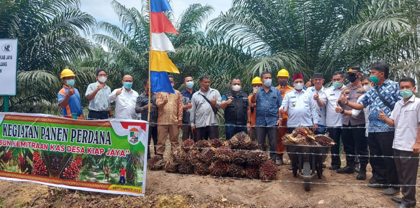 Melihat Kebun Kemitraan Desa Kiyab Jaya yang Dibangun PT SAR, 2,5 Tahun sudah Dipanen