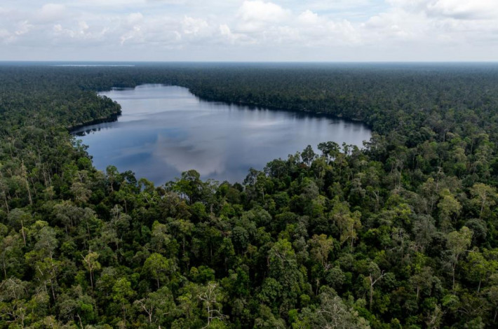 RER Perbaiki Hutan Rawa Gambut Utuh Terbesar di Sumatera
