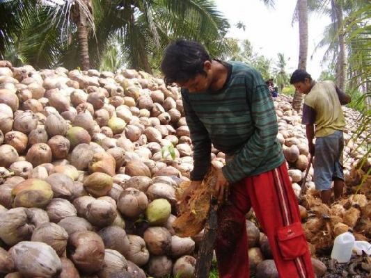 Selamatkan Nasib Petani Kelapa, Bappeda dan Disperindag Harus Bersinergi