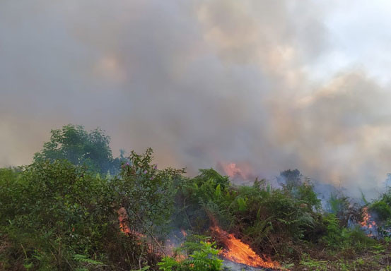 Polsek Pangkalan Lesung Berjibaku Padamkan Karhutla di Dusun Batang Kulim