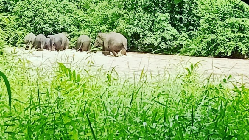 Pantau Pergerakan Gajah Sumatera, KLHK Manfaatkan Teknologi GPS