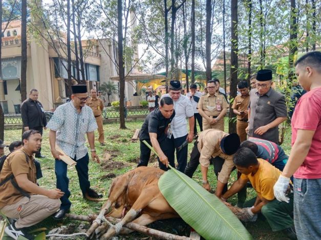 Ada dari Perusahaan, 16 Sapi Kurban DPRD Riau Dibagikan ke Pegawai Hingga Panti Asuhan