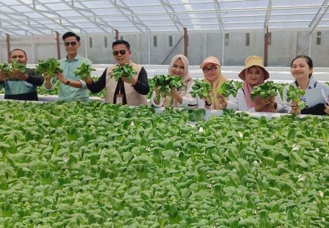 Produksi 600 Paket Sayuran Sehari, Kadis Ketahanan Pangan Tinjau Pertanian Hidroponik Kandis Green Farm