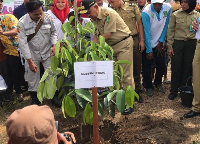 Gubernur Riau Ikut Tanam 25 Ribu Pohon di Kuansing