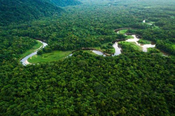 Pakar Sebut dalam Penentuan Kawasan Hutan Tak Cukup Penunjukan, Perlu Pengukuhan
