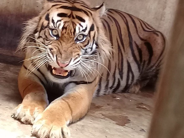 Upaya KLHK Dalam Penyelamatan Harimau Sumatera di Tengah Pandemi Corona