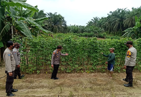 Polsek Pangkalan Lesung Tinjau Program Ketahanan Pangan di Desa Mulya Subur