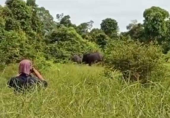 Kawanan Gajah Liar Rusak Kebun Sawit Masyarakat di Desa Betung Pelalawan