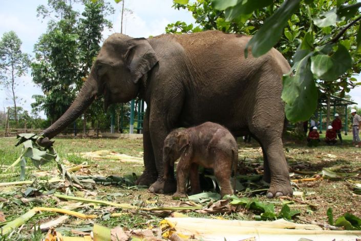 Bayi Gajah Lahir di Unit Konservasi Gajah Estate Ukui PT RAPP Pelalawan, BBKSDA Ucapkan Terima Kasih