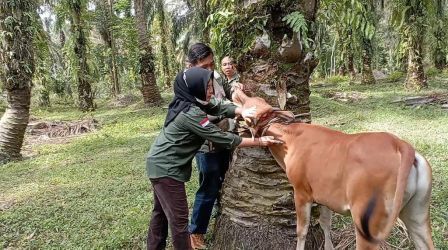 Sebelum Minta Penambahan, Stok Vaksin PMK di Riau Harus Dimaksimalkan Lebih Dulu