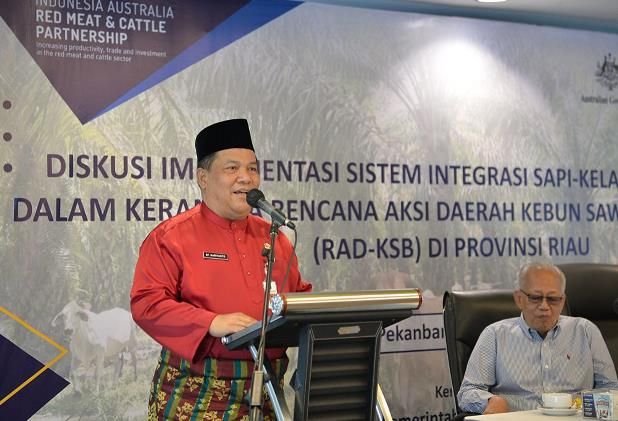 Penuhi Kebutuhan Sapi, Riau akan Terapkan Sistem Integrasi Sapi-Kelapa Sawit