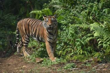 Binatang Buas Berkeliaran, DPRD Riau: Lahan untuk Hidup Sudah Digarap