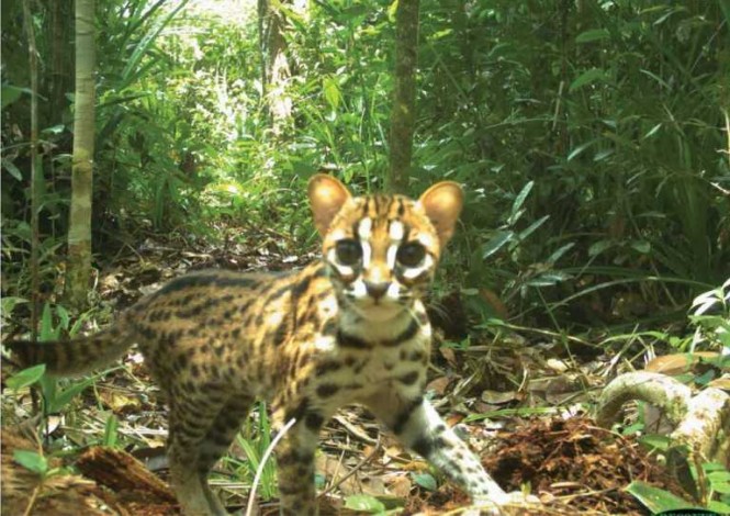 Program Restorasi Ekosistem Riau Dinilai Berhasil Jaga Habitat Satwa Dilindungi