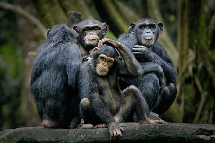 Peneliti Sadar ternyata Simpanse Pukul Akar Pohon untuk Kirim Pesan Jarak Jauh