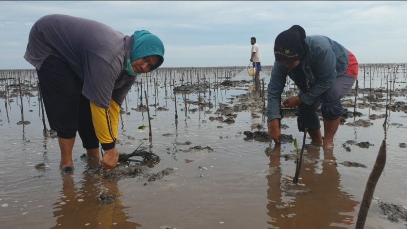 Kisah PKPRM di Riau, Jutaan Mangrove untuk Menjaga Batas Negara