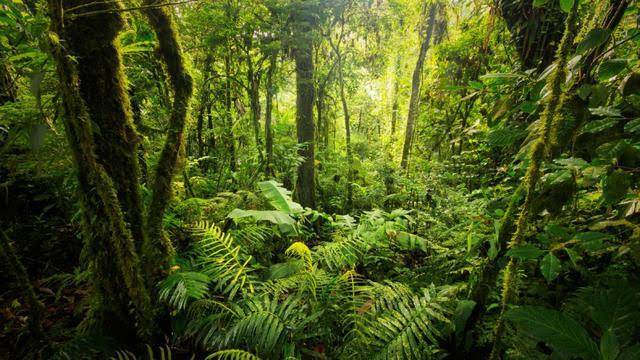 DLHK Riau Minta Pusat Gesa Proses Penetapan Kawasan Hutan