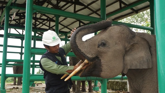 Gajah Juga Ikut Cegah Karhutla