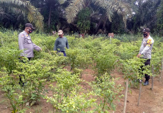 Polsek Pangkalan Lesung Cek Perkebunan Ketahanan Pangan di Desa Mulya Subur