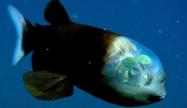 Ikan Alien Kepala Transparan Tertangkap Kamera