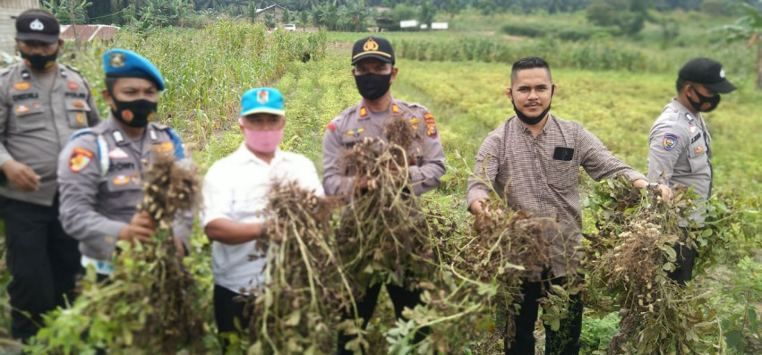 Polsek Ukui Panen Raya Perdana, Jagung dan Kacang Hasil Program Jaga Kampung