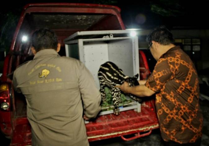 Seekor Bayi Tapir Terperangkap di Desa Gunung Melintang Kuansing