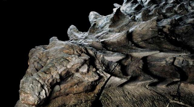 Dinosaurus Lapis Baja Berusia 110 Juta Tahun Ditemukan