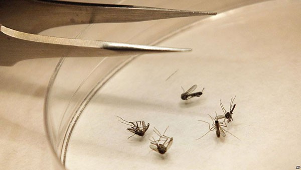 Kesehatan AS Bersiap Hadapi Virus Zika