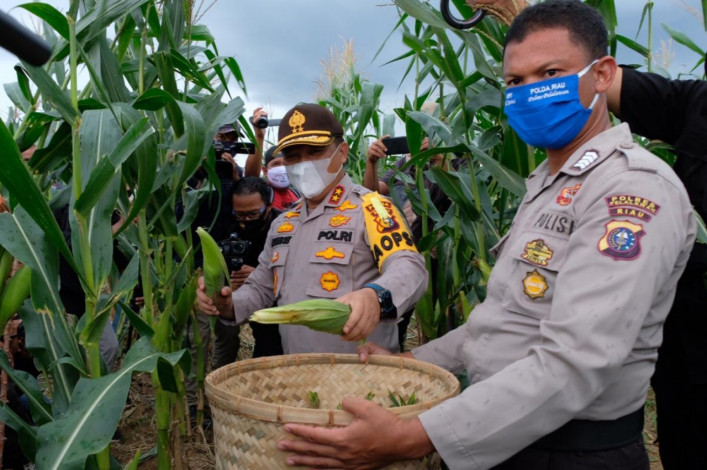 Panen Raya Program Jaga Kampung, Polda Riau Gandeng Persatuan Pedagang Jagung Bakar Pekanbaru