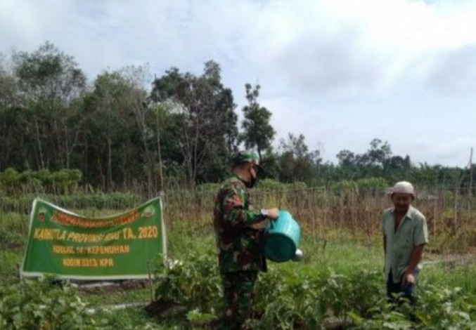 Koramil 14/KPN Kodim 0313/ KPR Terus Bantu Petani di Kelurahan Kepenuhan Tengah