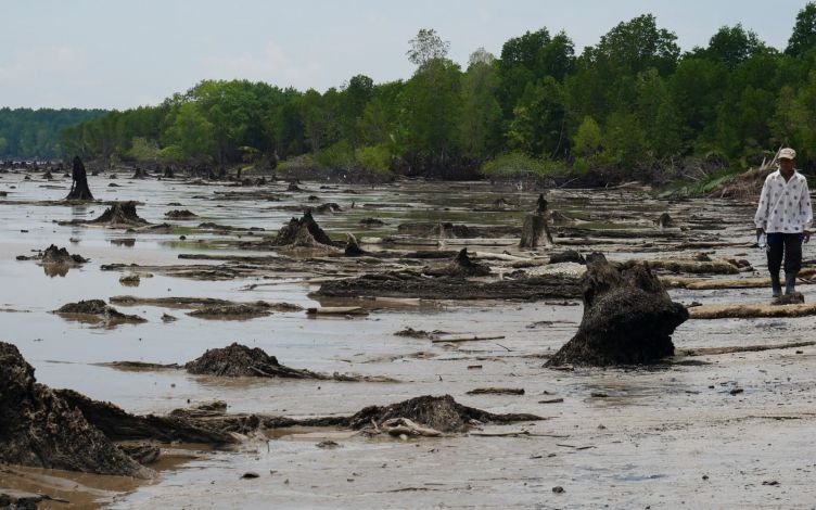 Hari Mangrove Internasional, YMI Sebut Pentingnya Cegah Ancaman Eksploitasi Kayu Bakau
