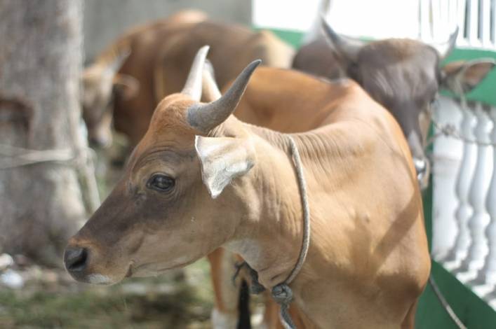 Sudah 3.446 Hewan Ternak di Riau Terserang Penyakit Kuku dan Mulut, Tersisa 1.056 Kasus