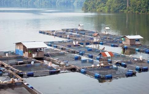 Tahun Ini,‎ Pemprov Riau Fokus Garap Sektor Perikanan