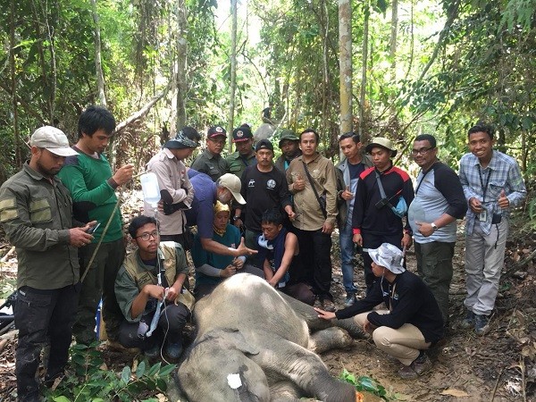 Anak Gajah Kembali Terkena Jerat Pemburu di Konsesi PT RPI