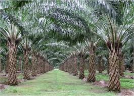 Krisis Dana Replanting,  Petani di Riau harus Jalin Kemitraan dengan Perusahaan