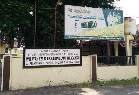 Sapi Bantuan Pemprov Riau Ditahan Karantina Bangkalan, Biaya Bengkak dan 5 Ekor Mati
