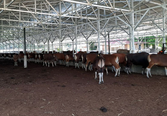 Rezqi Boemi Illahi Farm Tawarkan Sapi Berkualitas Produksi Sendiri