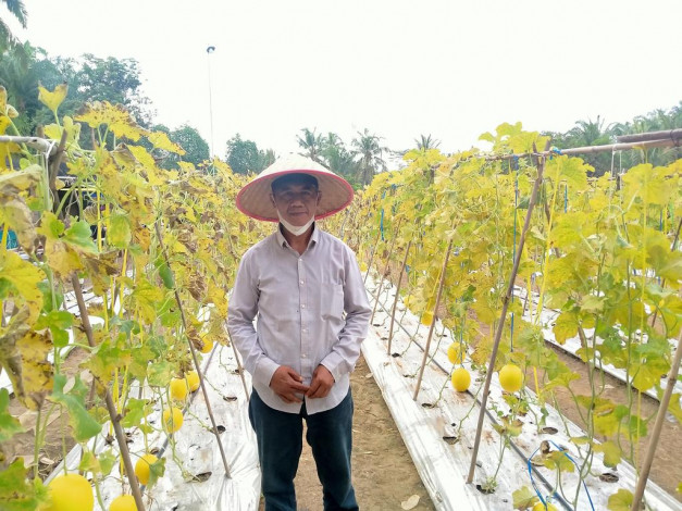 Mengintip Manisnya Bisnis Agrowisata Melon Madu di Desa Kuala Gading